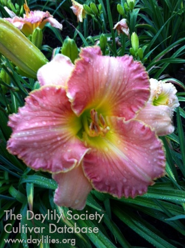 Daylily Hill Hollow Kelly Andersen